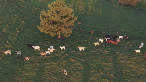 Cows-grazing-peacefully-in-a-beautiful-sunset-in-a-field-in-Argentina