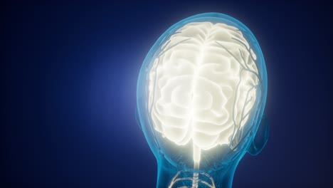 anatomía del cerebro humano