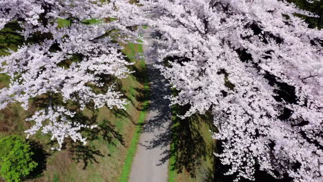 aerial view of cherry blossom tunnel path
