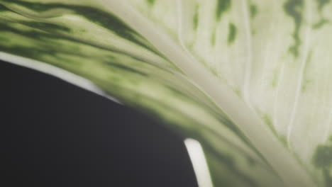 micro vídeo de primer plano de la hoja verde con espacio de copia