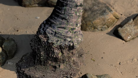 primer plano de un tronco de palmera en la playa de arena del caribe