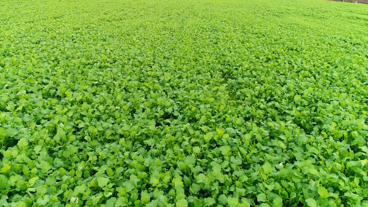 fotografía aérea de un campo agrícola cultivado