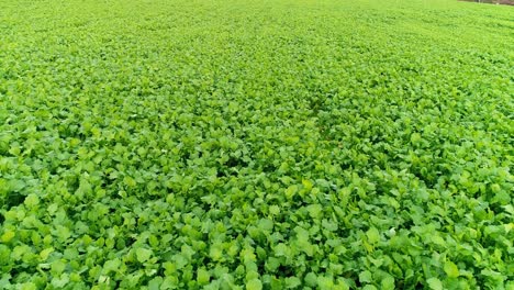 aerial shot of cultivated agriculture field