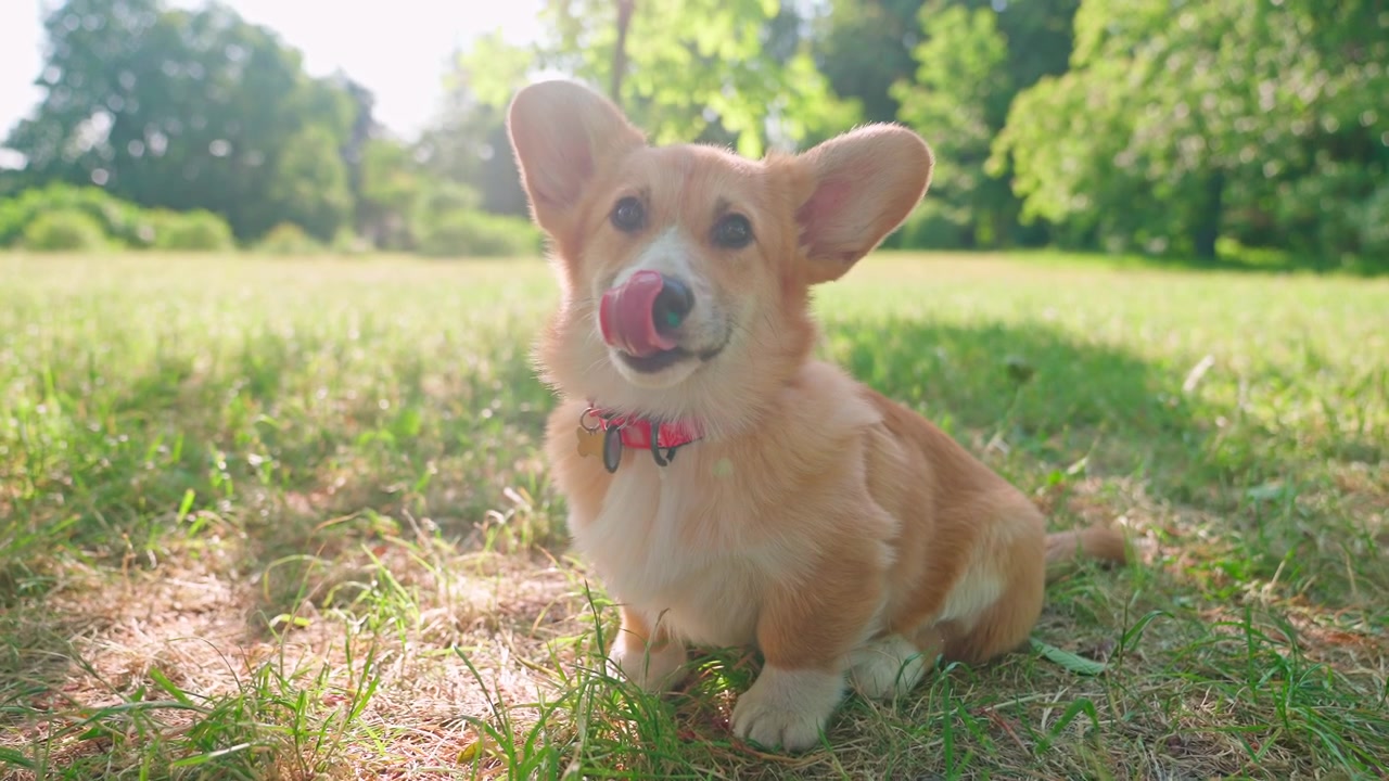 Lindo cachorro Corgi sentado en la hierba verde en un día soleado