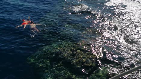 people snorkeling on the surface of the red sea in corals