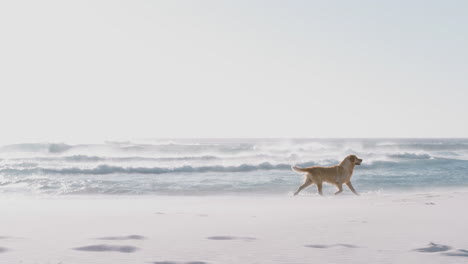 Pet-Golden-Retriever-Dog-Being-Exercised-Running-Along-Beach-By-Waves