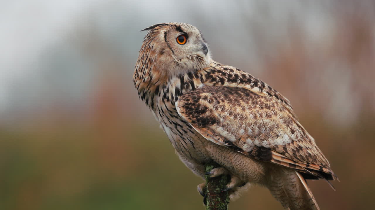 el búho águila en perfil
