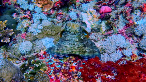 camouflaged octopus blends perfectly with surrounding coral reef habitat