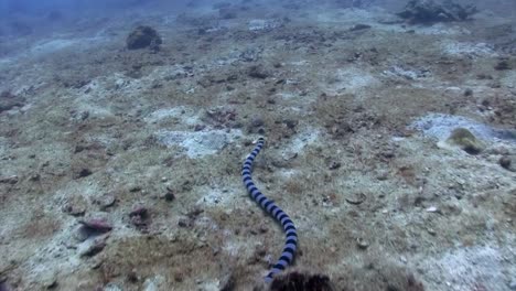 serpiente de mar en koh tao-4