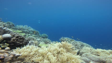 sinularia coral, with its soft, waving branches, in a static shot