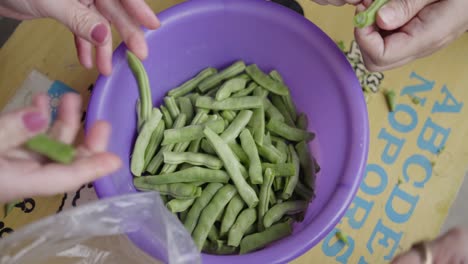 closeup on females hands picking and sorting fresh green peas indoors into plastic bowl