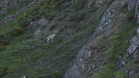 Dall-Sheep-Isolated-On-The-Sheep-Mountains-Of-Kluane-National-Park-In-Yukon-Territory,-Canada