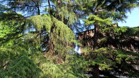 tree branches swaying in the breeze