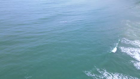 Aerial-Footage-of-a-Right-Whales-Reaching-Beach-Shore-and-Surfacing