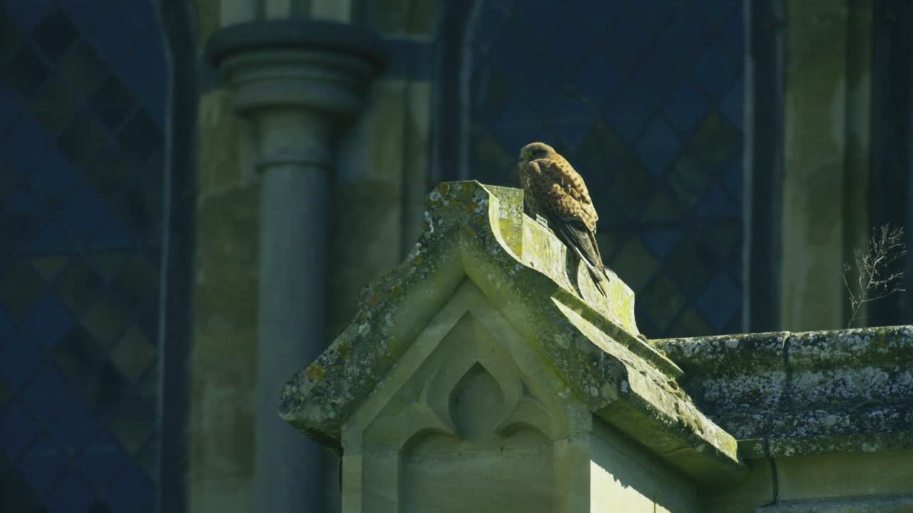 Gheppio comune, un rapace, che riposa sulla muratura storica di una cattedrale a Salisbury, Inghilterra, mostrando un comportamento tipico della fauna selvatica urbana.