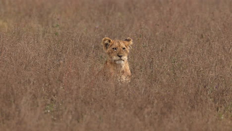 Lion-cub-sitting-in-long-grass-watching-people-on-safari-in-Tanzania,-Africa