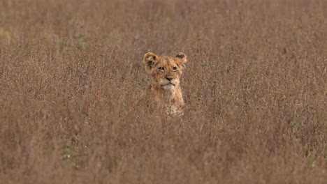 lion cub sitting in long grass watching people on safari in tanzania, africa