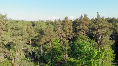 toma aérea del bosque boreal polaco en europa del este