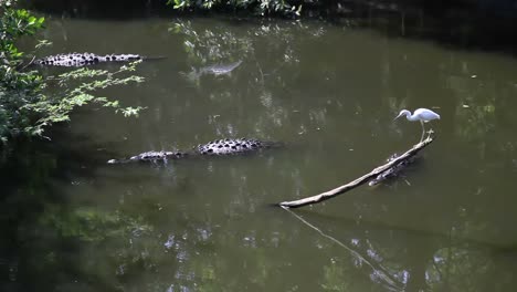 crocodiles 00