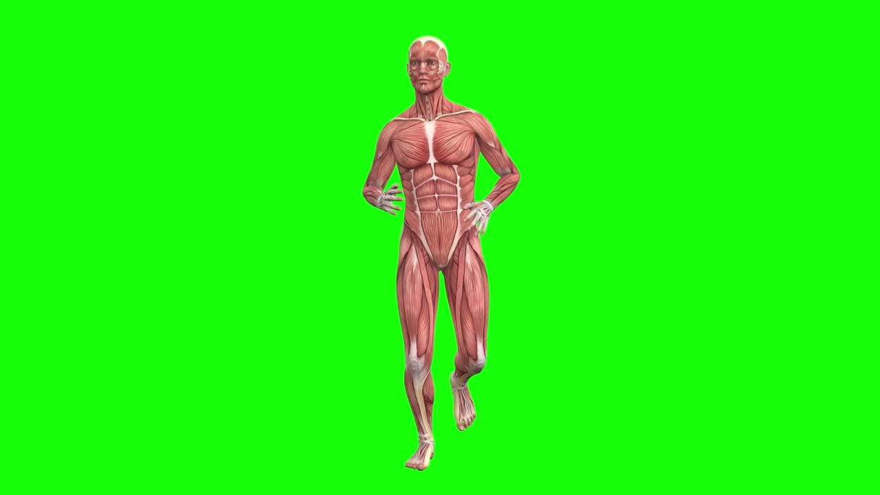 Premium stock video - 3d male muscles anatomy running on green screen ...