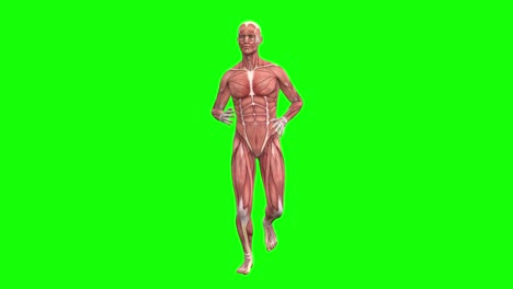 3d male muscles anatomy running on green screen seamless loop 3d animation, front view