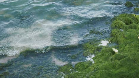 coastal rocks covered in green seaweed and waves
