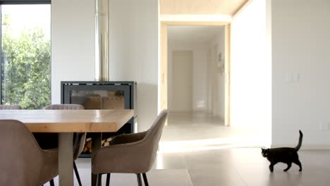 a black cat walking across modern dining room with a wooden table and chairs