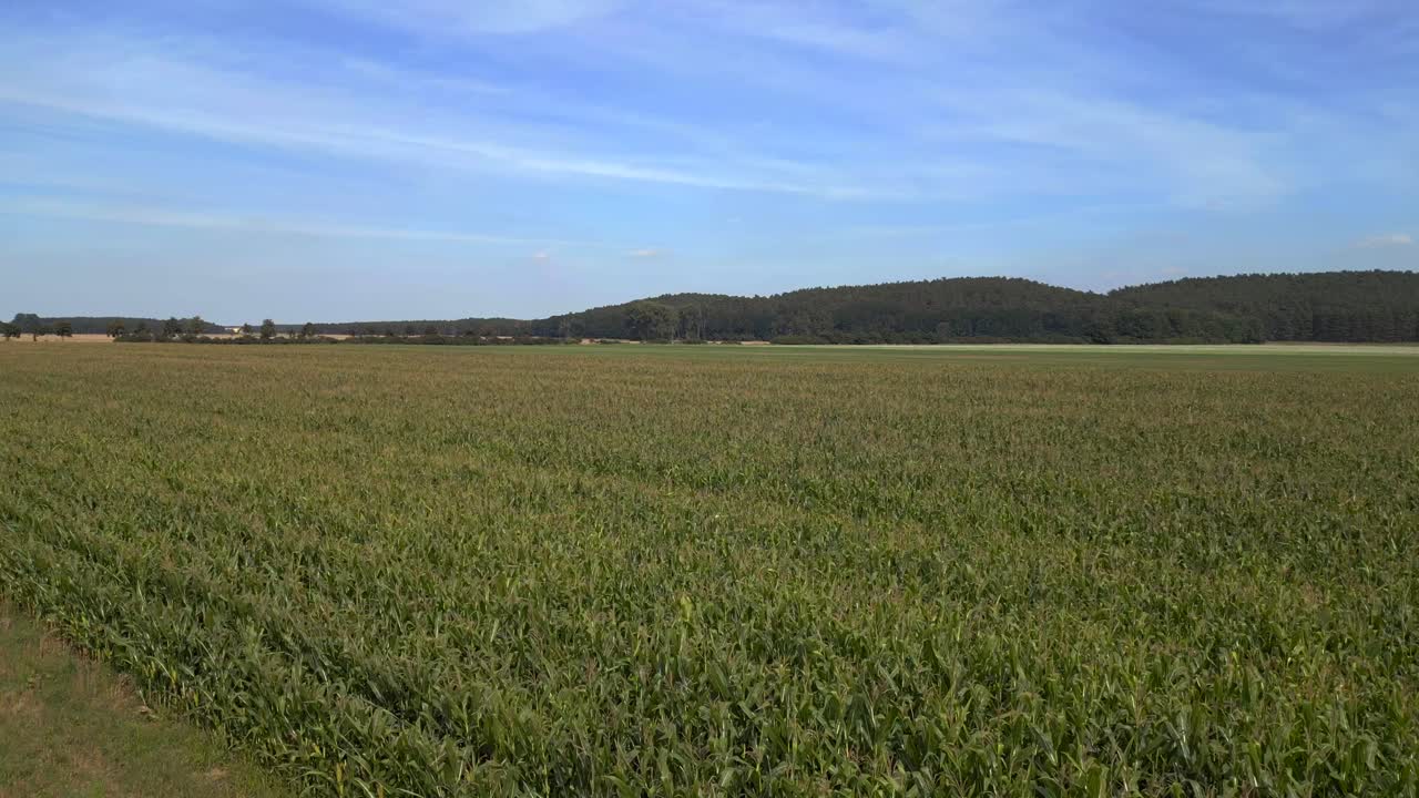 Summer Day rural area, green maize lush field, forest