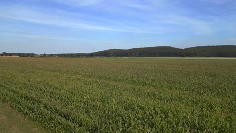 Summer-Day-rural-area,-green-maize-lush-field,-forest