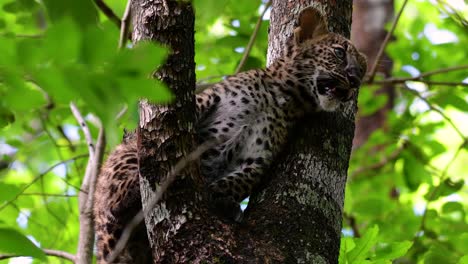 the indochinese leopard is a vulnerable species and one of the big cats of thailand