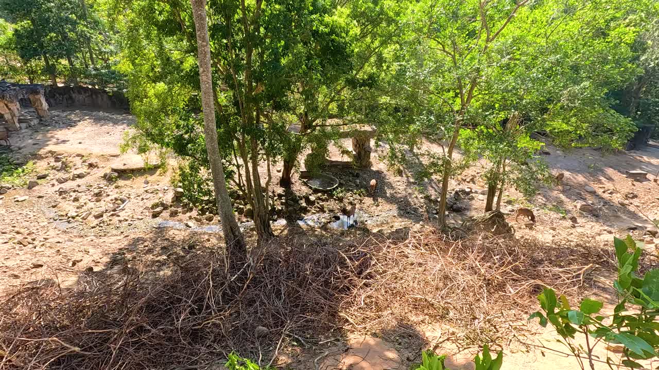 A deer moves through a sunlit, wooded area in Chonburi Zoo, Thailand. The scene captures natural behavior in a serene environment