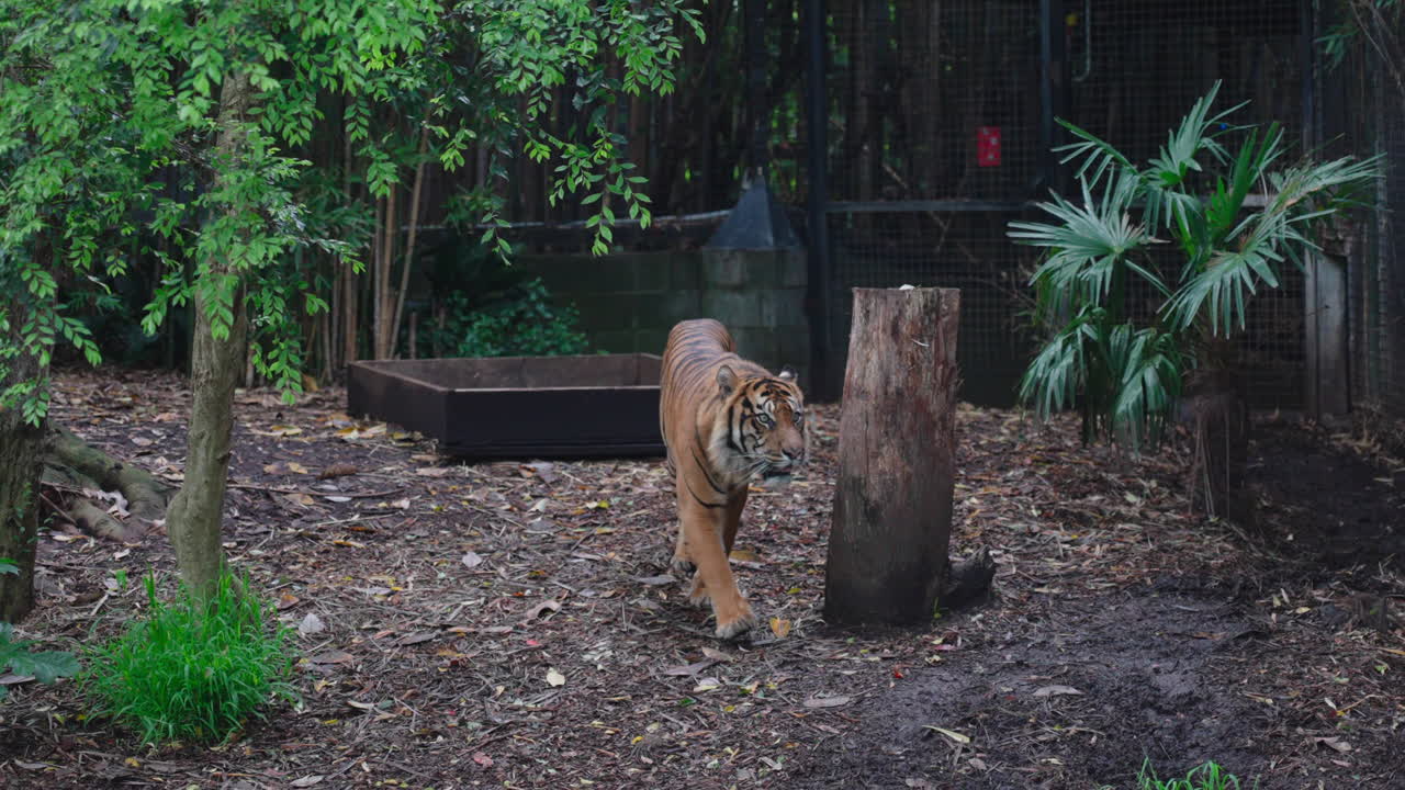 동물원에 나무와 식물이 있는 울타리 주위를 걷고 있는 호랑이