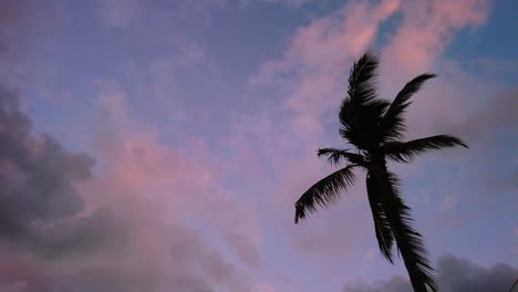 Rosafarbene-Wolken,-Die-Auf-Einem-Blauen-Hintergrund-Ruhen,-Mit-Dem-Hauch-Des-Schwankens-Einer-Palme