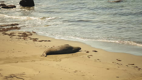 large adult male elephant seal sleeps soundly in the sun right at the edge of the ocean on a beach in southern california