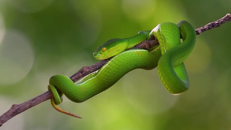 la víbora de labios blancos es una víbora venenosa endémica del sudeste asiático y a menudo se encuentra durante la noche esperando en una rama o rama de un árbol cerca de un cuerpo de agua con muchos alimentos