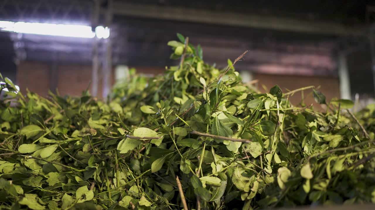 A close-up of a large pile of fresh, green yerba mate leaves and branches inside a factory, ready to begin the industrial drying and processing stage