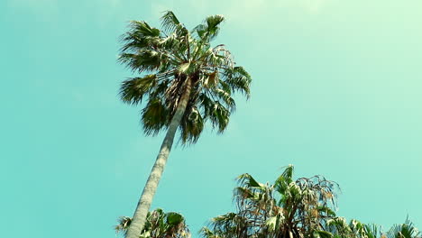 palm trees outside at the beach in venice beach california