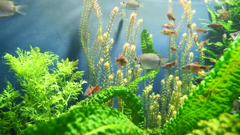 Close-up-shot-of-different-colored-fish-between-water-plants-in-zoo-aquarium