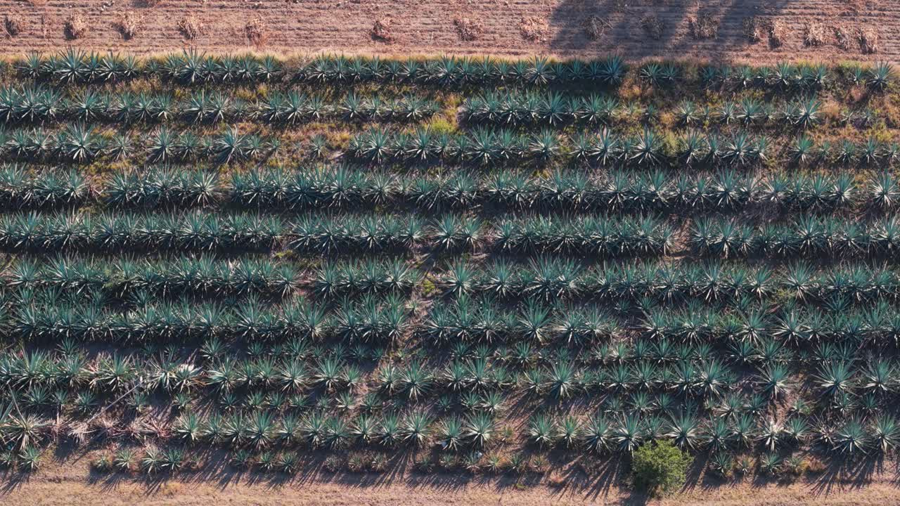 Oaxaca Şehri'nin çevresindeki kırsal alanda yukarıdan Agave yetiştiriciliği