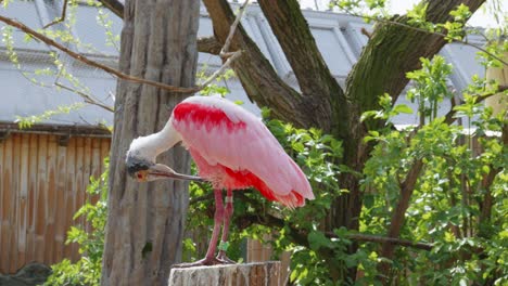 Roseate-Spoonbill-Preening-Plumage-In-Prague-Zoo,-Czech-Republic