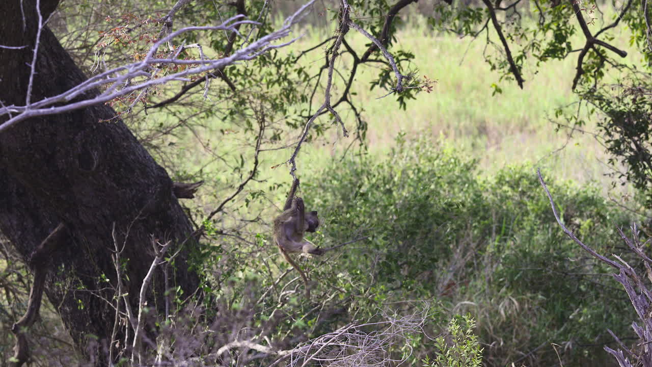 어린 차크마 개코원숭이, 나뭇가지에 매달려 있다가 떨어진다