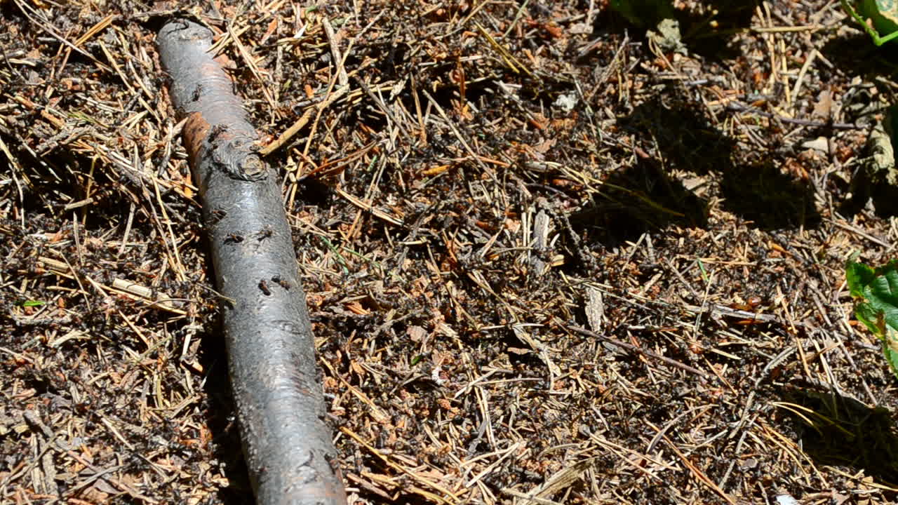 Formicaio e formiche. Riprese nel bosco.