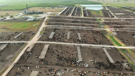 Thousands-of-beef-cattle-and-steers-raised-for-meat-at-slaughterhouse