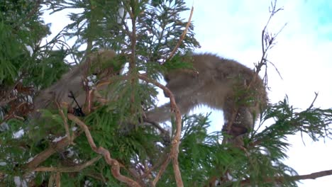 Japanese-monkeys-fighting-in-a-tree