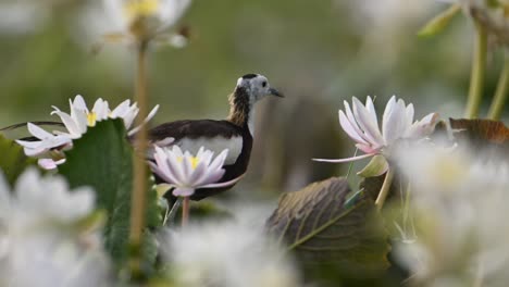 Primer-Plano-De-Jacana-De-Cola-De-Faisán-En-Flores-De-Nenúfar-Blanco