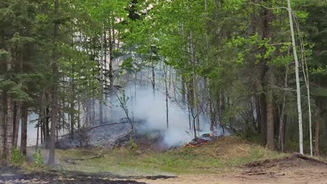 Lauffeuer---Feuer-Verbrennt-Gras-Und-Bäume-Im-Wald