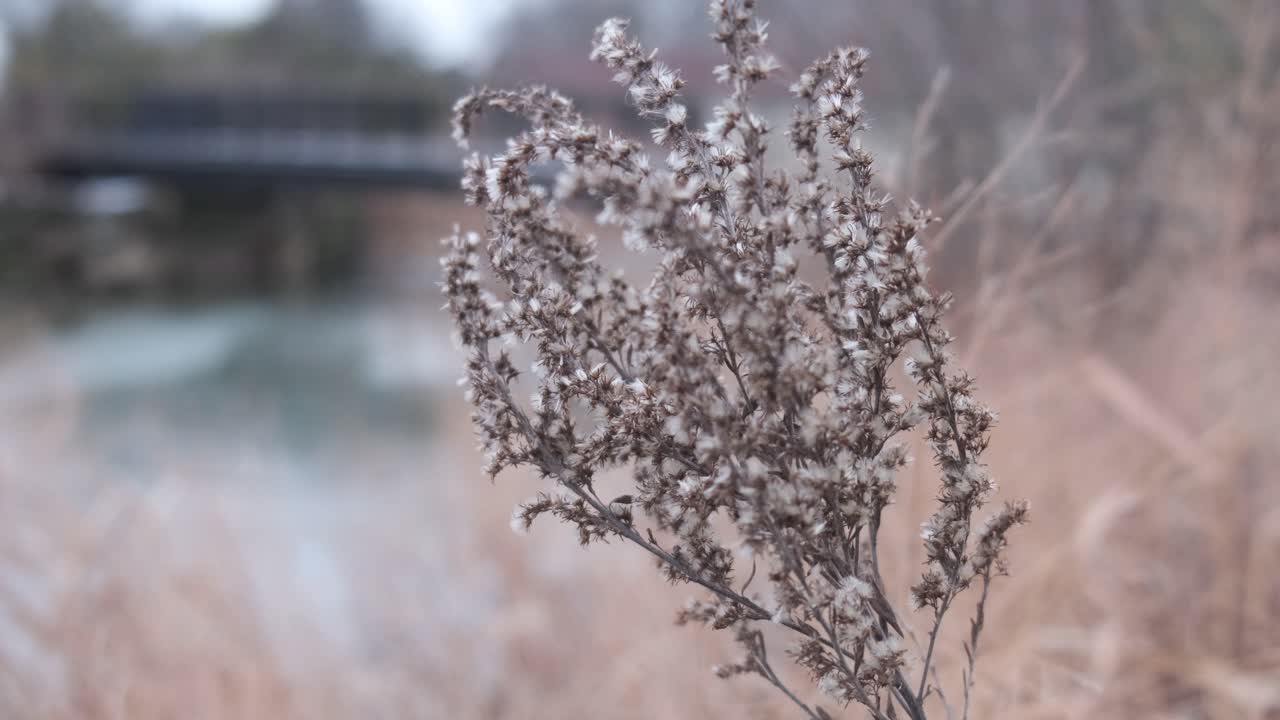 겨울 바람에 부드럽게 부는 키 큰 풀 줄기에 있는 씨앗을 닫습니다