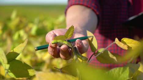 primer plano de un agrónomo con frutas de soja en las manos. concepto de productos naturales