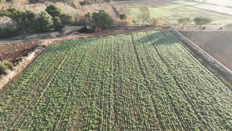 An-aerial-shot-made-with-zoom-out-above-the-crops-planted-on-the-fields-in-Spain