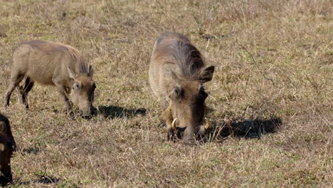 group of warthogs grazing the grass in the savanna of the kruger national park, in south africa